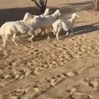 4 خرفان جبرات