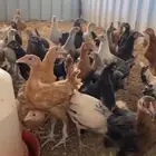 صيصان