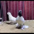 ((ذكرين كلر هد))