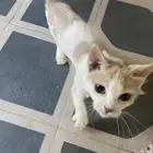 قط للتبني