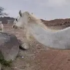 ناقه مبيوع حاشيها سنها ( سديس)