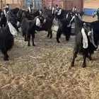 معزا عوارض خصم حصيب تصبح تمسي