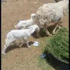 شاه خلفه
