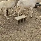 ضأن مقاني