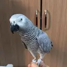 كاسكو ذكر متكلم عمره سنتين للبيع