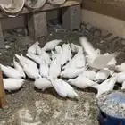 حمام فرنسي