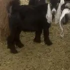 معزا تحته تيس