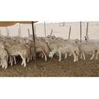 للبيع ضان حرش مراح واحد العدد130 راس مراح واحد