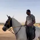 فرس شعبيه من فواخر الشعبيات