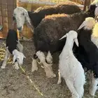 العدد4 معها أربع يتبعها 2 طليان و2 رخال