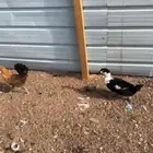 دجاج العدد 2 وبطه