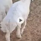 خروفين شحم وا لحم ذبيحة رقم واحد تبيض الوجه ترا فحول