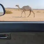 عشراء