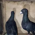حمام هومر