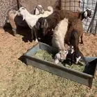 خمس اجفار وتيس للبيع