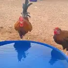 ديك عربي تراثي افرق