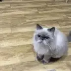 قط للتبني ذكر