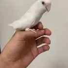 روز البينو أليف مره