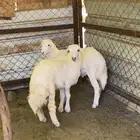 طلي ورخل شحم واطراف وشعره مشالله