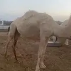عفراء لقحة
