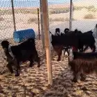 معزهه شبب