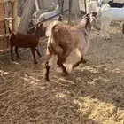 تيوس نظيف فل شحم