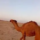 بكره مفروده ابوه فحل ابن رخيص