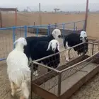 رخال نجد