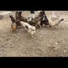 دجاج بلدي