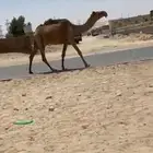 ضرايب