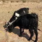 للبيع معزي مضاريع اسن ثنيا الموقع السرو ضواحي تبوك