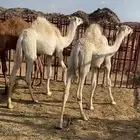 حشوان