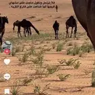 راعي