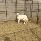 شاه حايل للبيع