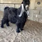 تيس عارضي مشروط