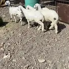 طليين ورخلين