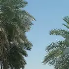 مطلوب عماره فيها محلات 500-600 وفوق مجهزة مكاتب