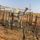قعود كحيلاني