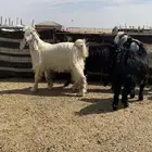 تيوس مخاصي جذعان طيبه ونظيفه