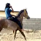 مهر شعبي كفو سبوق وحار