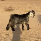 تيس فحل