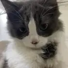قطتين صغار للبيع مع بعض