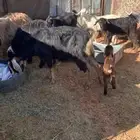 إسلام عليكوم ورحمت الله وبركاته