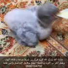 فرخ روز سماوي