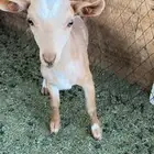 للبيع اقزام