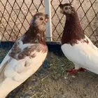 حمام ولا ياف