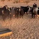 معزا تم البيع اضغط متابعه يصلك كل جديد