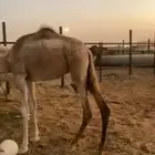 بكره اللبيع