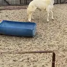 طلي حري جبر تبريكة ضيوف فاخر