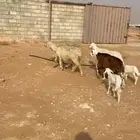 حريات